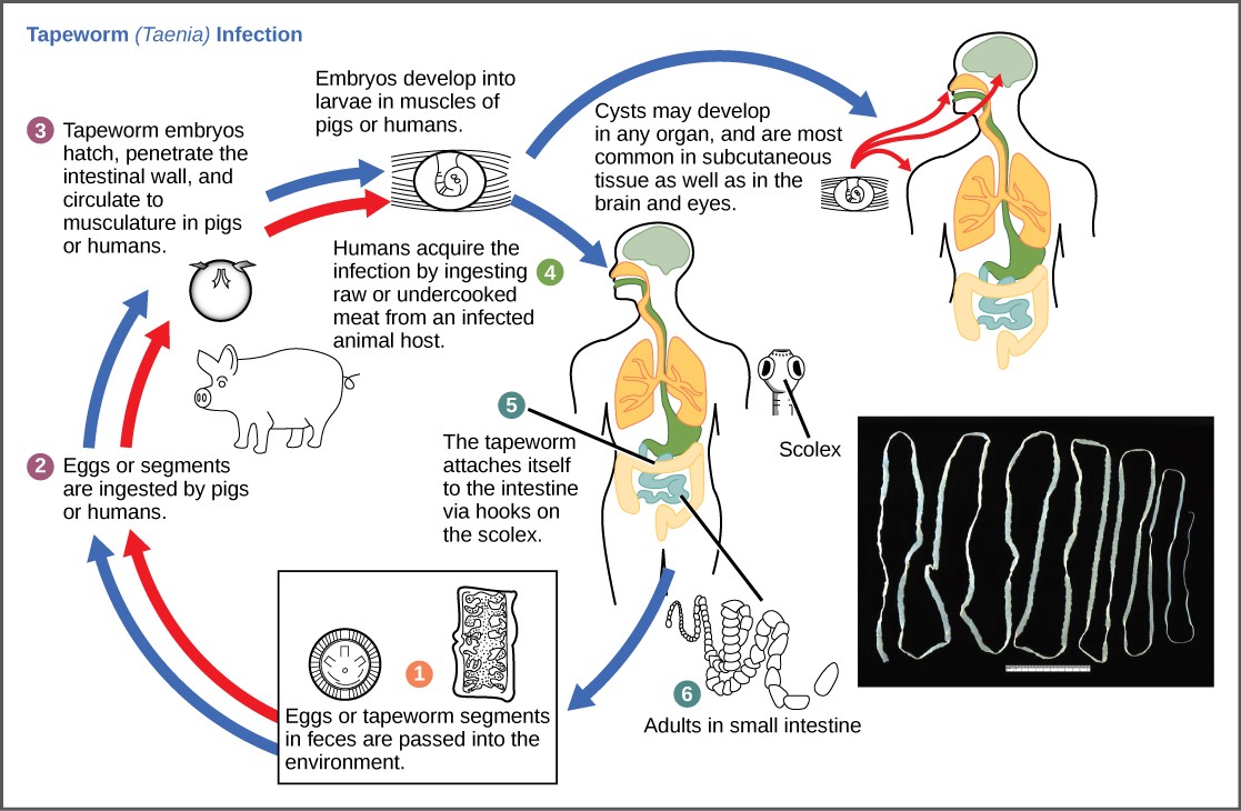 Diagram of the life cycle of the tapeworm from egg ingestion by pigs, development into larvae in the pig musculature, ingestion by humans, and development into adult tapeworms in the human intestine.