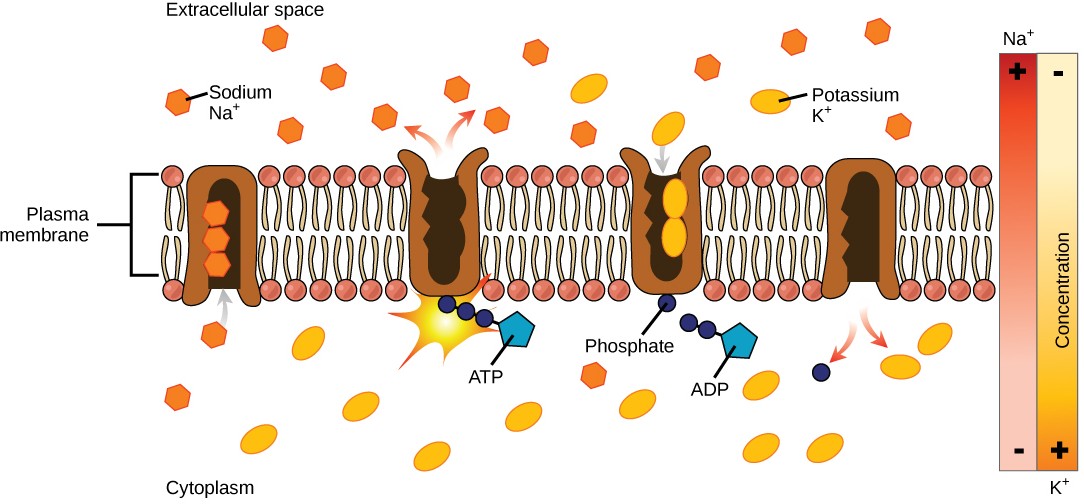 This illustration shows the sodium-potassium pump. Initially, the pump’s opening faces the cytoplasm, where three sodium ions bind to it. The pump hydrolyzes ATP to ADP and, as a result, undergoes a conformational change. The sodium ions are released into the extracellular space. Two potassium ions from the extracellular space now bind the pump, which changes conformation again, releasing the potassium ions into the cytoplasm.