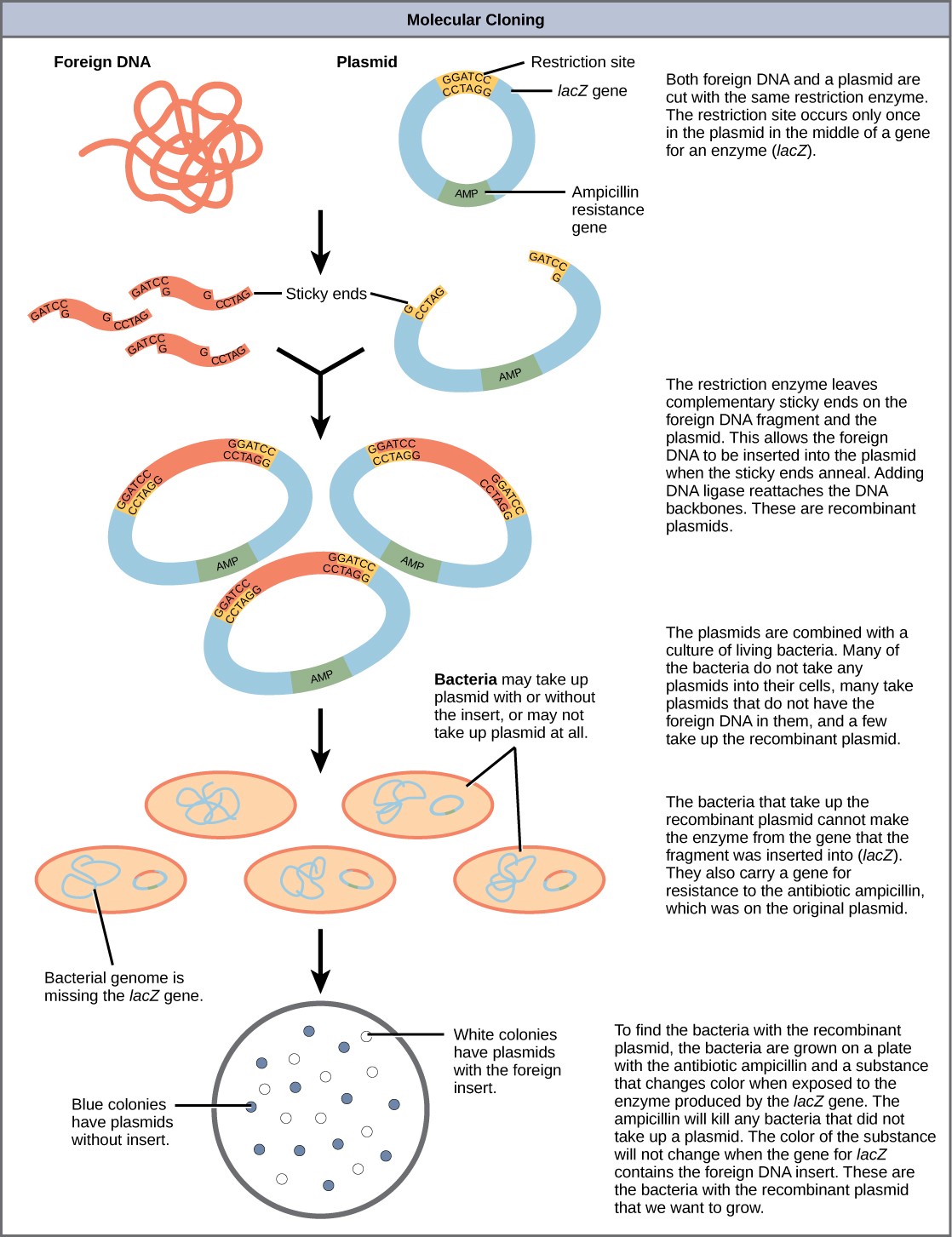 Sketch of molecular cloning steps, including cutting foreign DNA and plasmid with same restriction enzymes, then combining foreign DNA and plasmid, then implanting plasmids into bacteria, then plasmids are copied as bacteria reproduce, and finally bacteria with the plasmid are screened for using growth plates with ampicillin. If they have the plasmid, they will be resistant to the ampicillin and grow. If they do not have the plasmid, they will not grow.