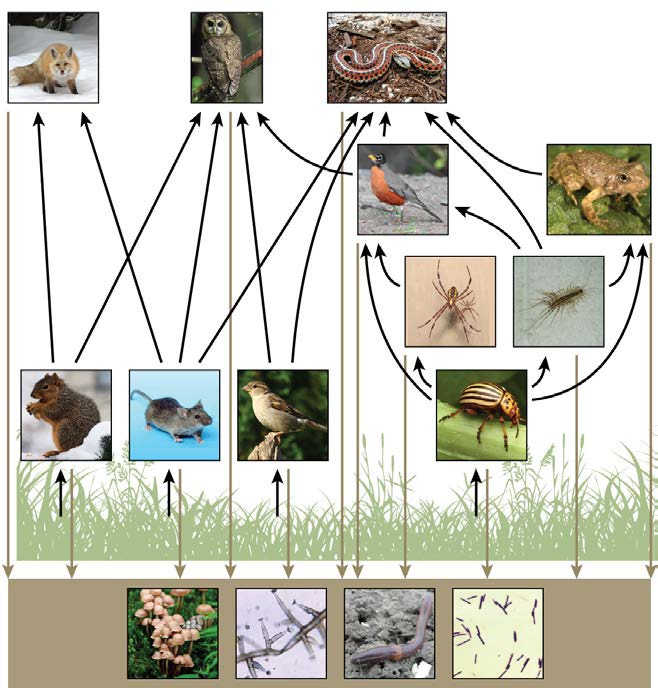 Images of a trophic food web for a forest ecosystem.