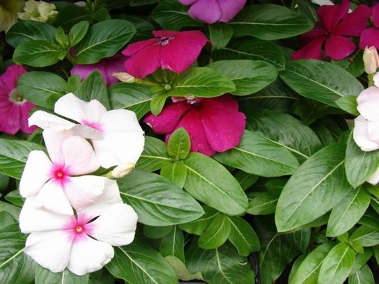 Picture of periwinkle flowers