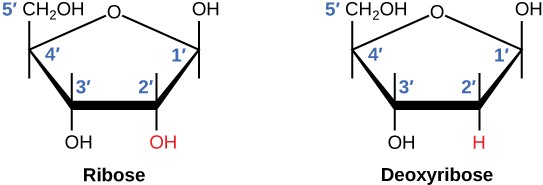 Sketches of ribose (in RNA) and deoxyribose (in DNA)