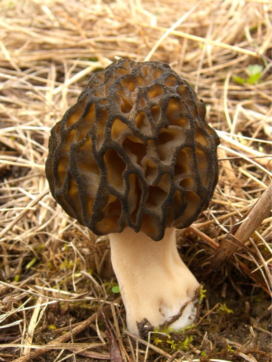 Picture of the morel mushroom.