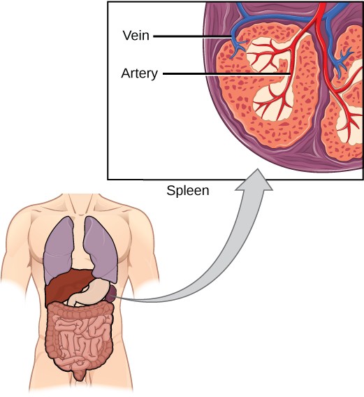 Diagram of the veins and arteries in the spleen.