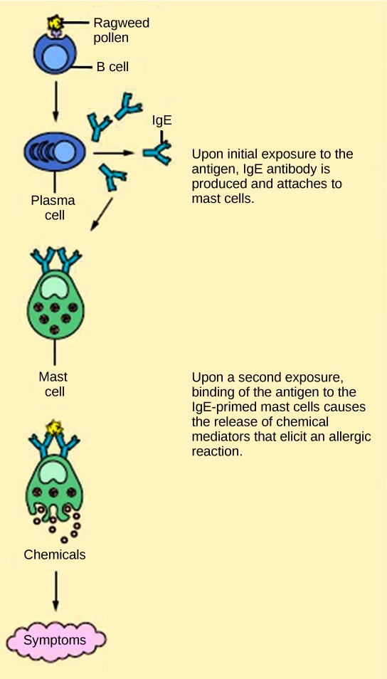 Diagram of the stages of immune response to pollen