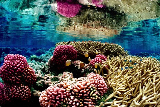 Picture of a coral reef.