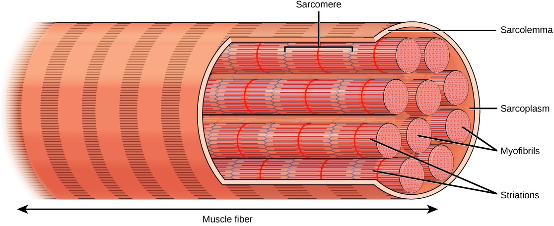 Diagram of a skeletal muscle fiber.