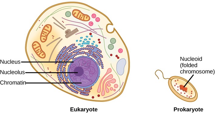 Drawings of a Eukarote and Prokaryote cell and the location of the nucleus and nucleoid, respectively.