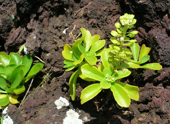 Image of a plant on lava.