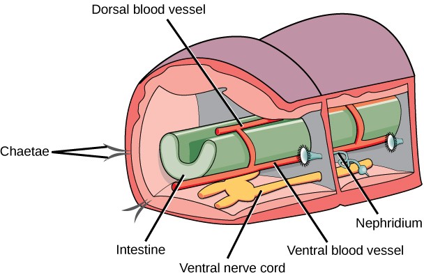 Schematic of annelida anatomy in two segments.