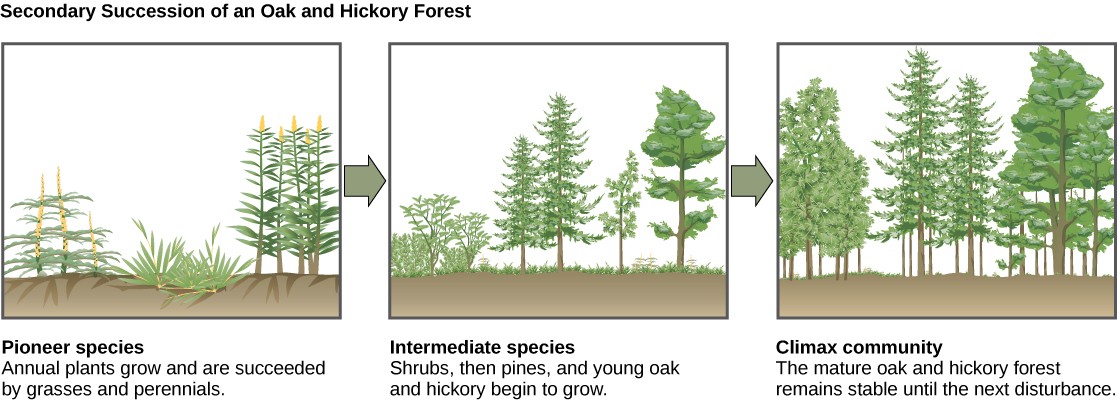 Sketches of the three stages of succession in an oak and hickory forest.