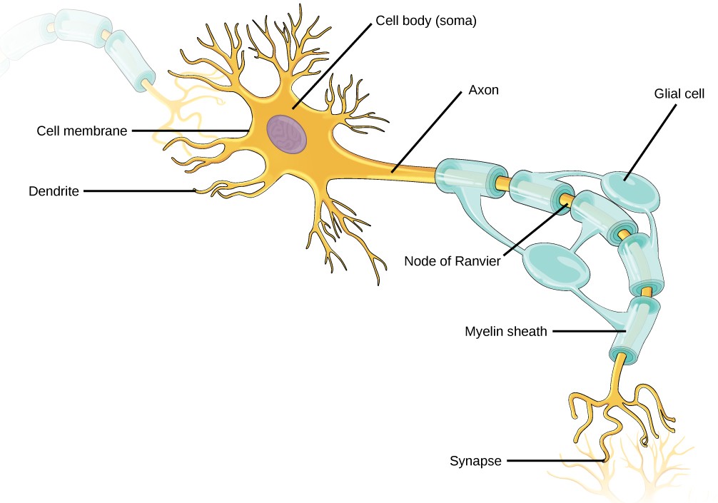 Diagram of a neuron.