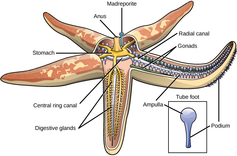 Diagram of sea star anatomy showing the anus, madreporite, radial canal, gonads, tube feet, digestive glands, central ring canal, and stomach.