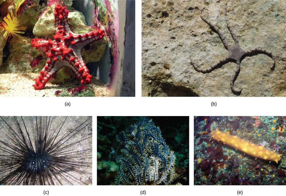 Pictures of the different echinoderm examples described in the caption.