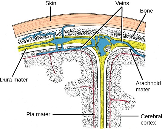 Diagram of the cerebral cortex anatomy.