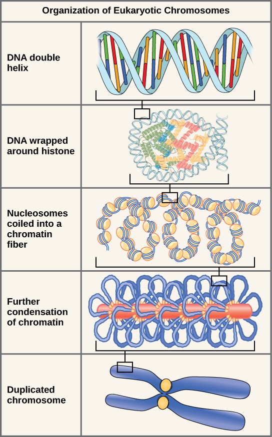 Drawings of the organization of Eukaryotic chromosomes from the double helix, to histone wrapping, to chromatin fiber wrapping, to chromatin condensation, to the duplicated chromosome prior to mitosis or meiosis.