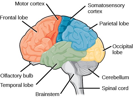 Diagram of the human cerebral cortex anatomy.