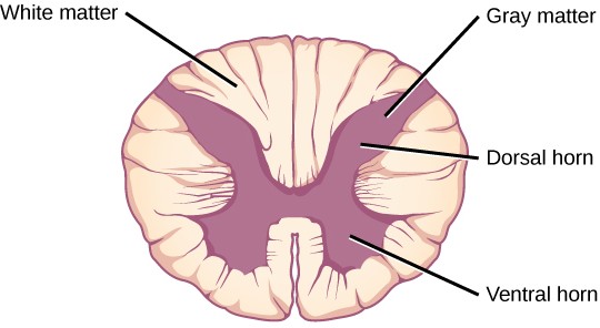 Cross section diagram of the spinal cord.