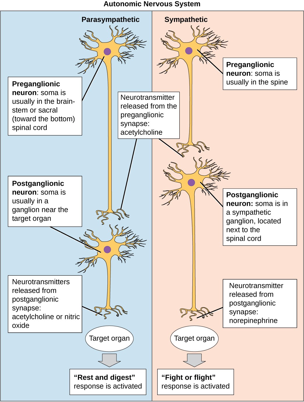 Diagram of neuron responses in the autonomic nervous system.