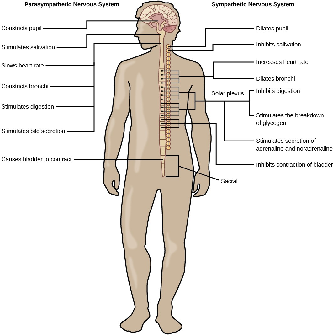 Diagram of the parasympathetic and sympathetic nervous systems and their opposite roles in the human body.