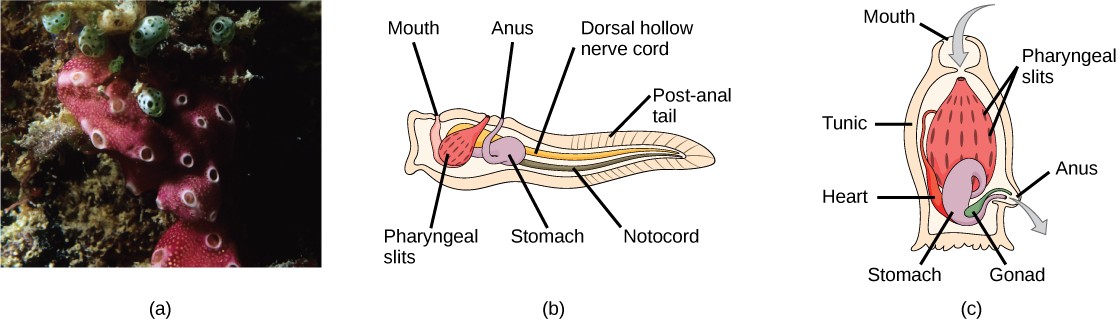 Photograph of a tunicate, diagram of tunicate larve anatomy, and diagram of an adult tunicate anatomy.