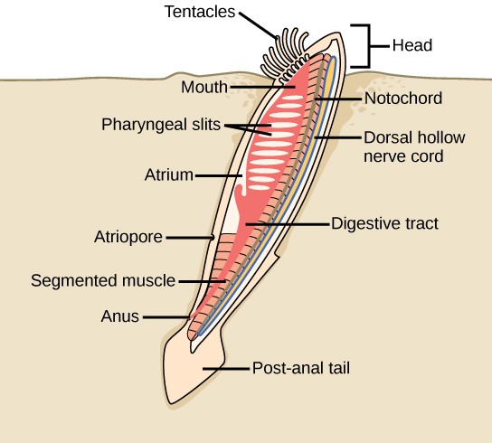 Diagram of lancelet anatomy.