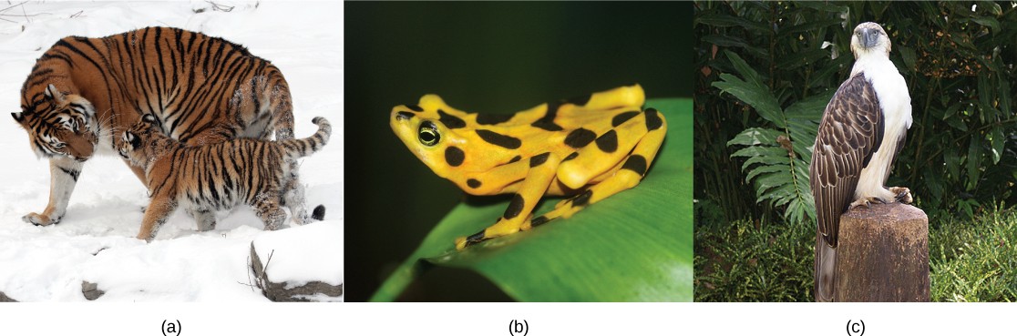 Pictures of vertebrate species described in the caption.