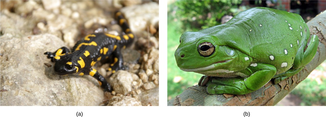 Pictures of a salamander and a frog.