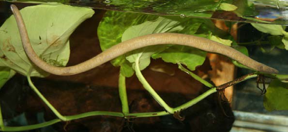 Picture of a caecilian.