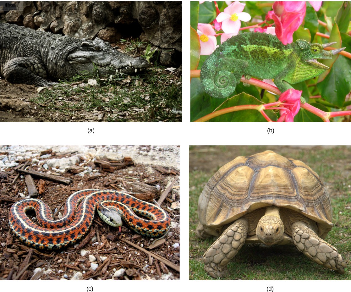 Pictures of different reptiles.