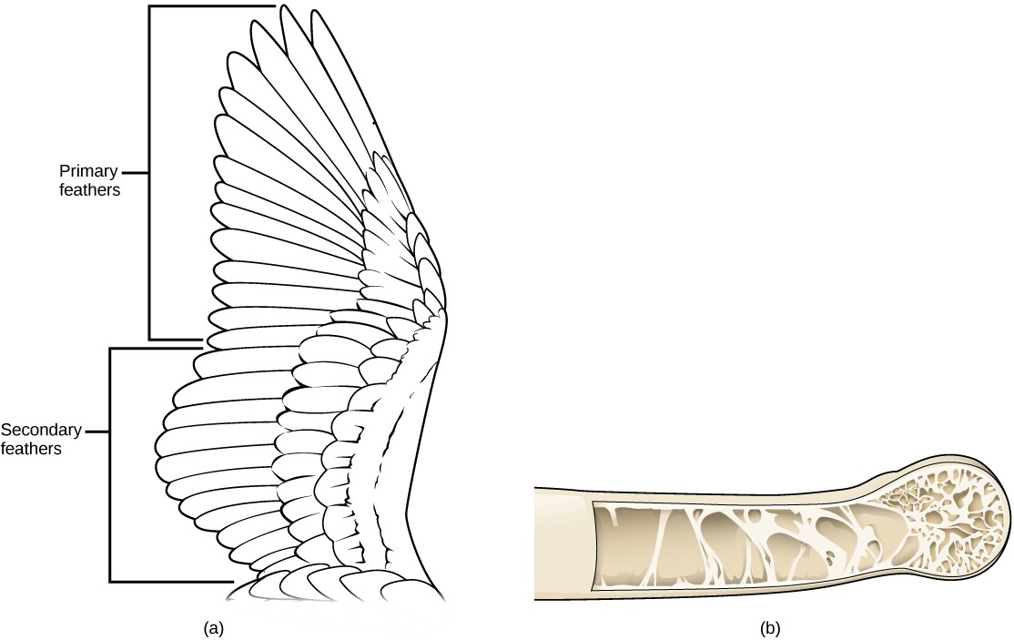 Sketch of a bird wing and sketch of the hollow bones of birds.