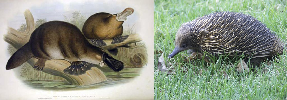 Drawing of a platypus and picture of an echidna.