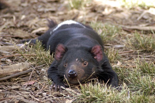 Picture of a Tasmanian devil laying down.