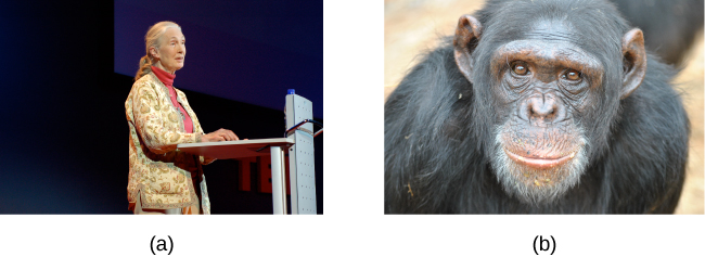 (a) A photograph shows Jane Goodall speaking from a lectern. (b) A photograph shows a chimpanzee’s face.