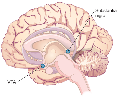 An illustration shows the location of the substantia negra and VTA in the brain.
