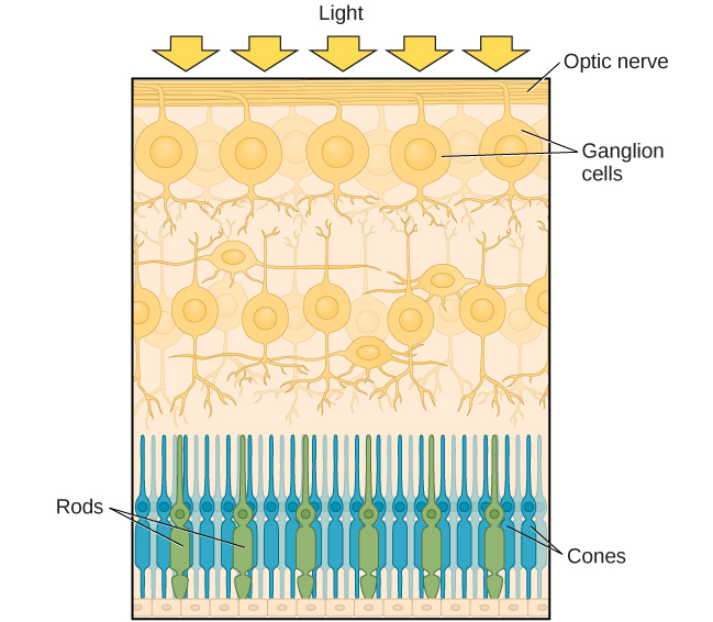 This illustration shows light reaching the optic nerve, beneath which are Ganglion cells, and then rods and cones.