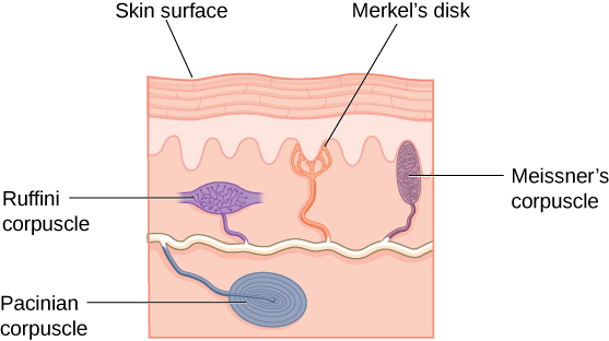 An illustration shows “skin surface” underneath which different receptors are identified: the “pacinian corpuscle,” “ruffini corpuscle,” “merkel’s disk,” and “meissner’s corpuscle.”