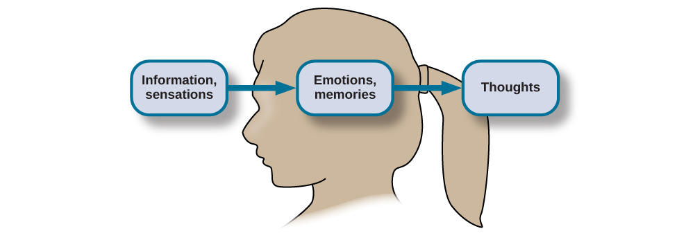 The outline of a human head is shown. There is a box containing “Information, sensations” in front of the head. An arrow from this box points to another box containing “Emotions, memories” located where the person’s brain would be. An arrow from this second box points to a third box containing “Thoughts” behind the head.