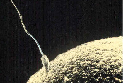 A microscopic picture shows a single sperm fusing with the ovum.