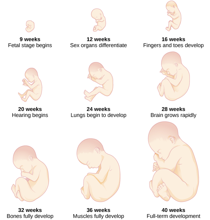 The growth of a fetus is shown using nine pictures in different stages of development. For each stage, there is a picture of a fetus which gets progressively larger and more mature. The first stage is labeled “9 weeks; fetal stage begins.” The second stage is labeled “12 weeks; sex organs differentiate.” The third stage is labeled “16 weeks; fingers and toes develop.” The fourth stage is labeled “20 weeks; hearing begins.” The fifth stage is labeled “24 weeks; lungs begin to develop.” The sixth stage is labeled “28 weeks; brain grows rapidly.” The seventh stage is labeled “32 weeks; bones fully develop.” The eighth stage is labeled “36 weeks; muscles fully develop.” The ninth stage is labeled “40 weeks; full-term development.”