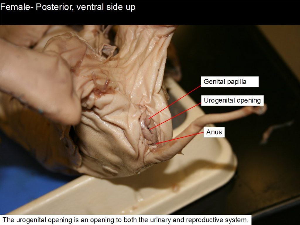 Urogenital papilla, anus.