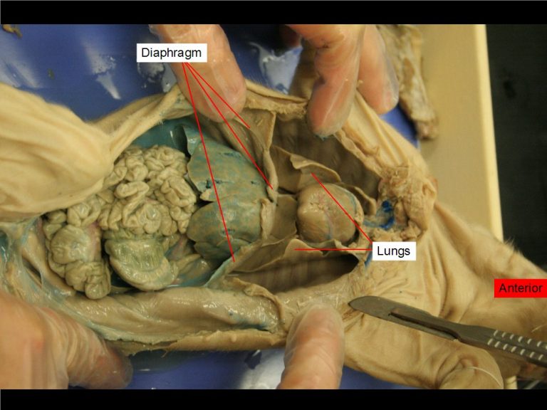 Pig Getting Dissection Chapter 11. Fetal Pig Dissection – Anatomy and Physiology 2 Laboratory ...