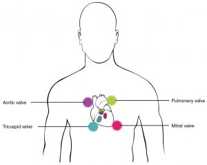 Stethoscope Placement for Auscultation.